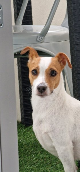 Doggymousse - photo 3