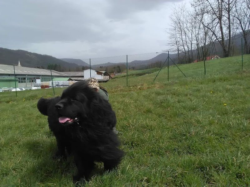 Caracteres de chien - photo 3