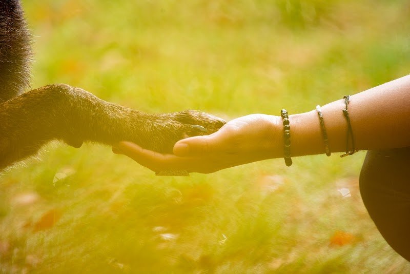 Angélique Daloiso - Accompagnement Bien-Être pour les humains et les animaux - Educateur canin