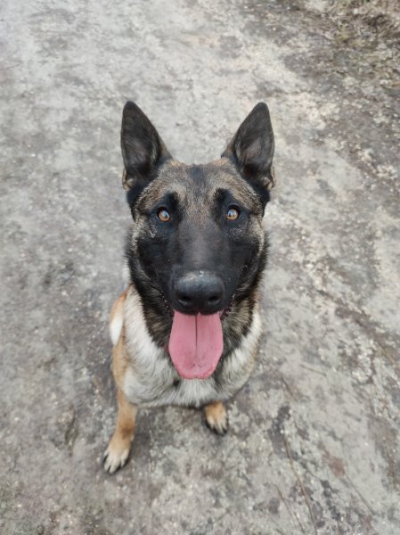 gresivaudog - photo 1