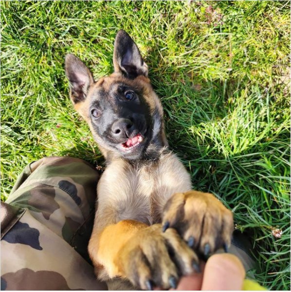 gresivaudog - photo 2