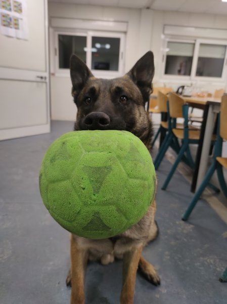 gresivaudog - photo 3