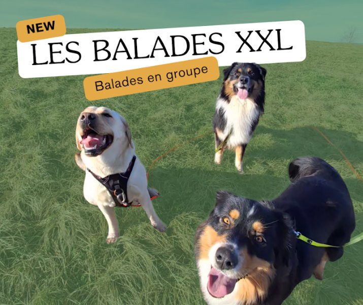 KH Services Animaliers - Éducation canine et Garde d'animaux- Isère et Savoie - photo 1