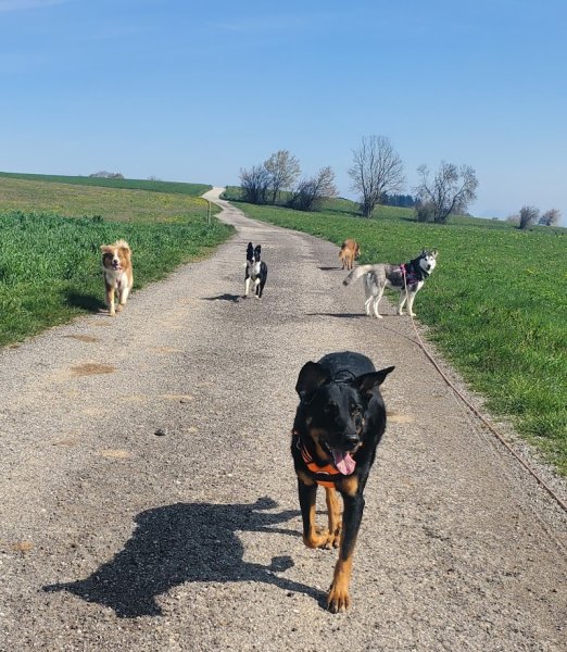 KH Services Animaliers - Éducation canine et Garde d'animaux- Isère et Savoie - photo 2