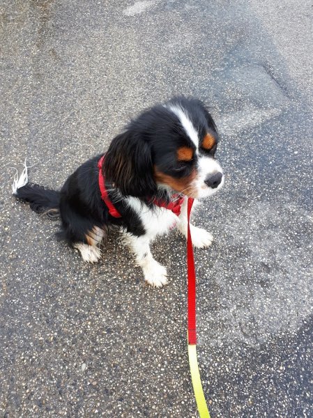 KH Services Animaliers - Éducation canine et Garde d'animaux- Isère et Savoie - photo 3