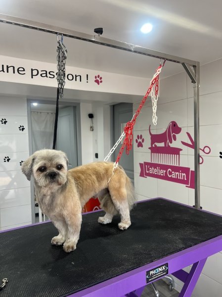 L'atelier canin - photo 2