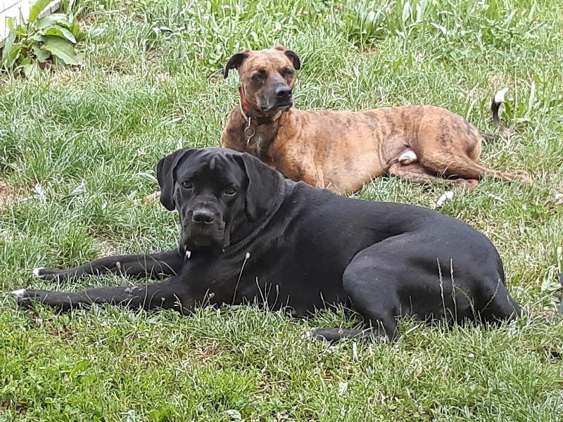 Energies et Sensibilité Canine - photo 2