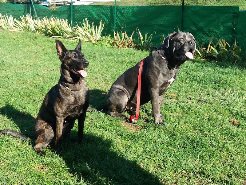 Cani'Harmonie éducation Canine renageoise - photo 1