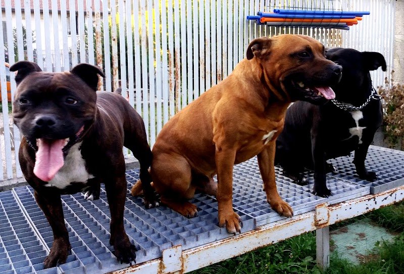 Cani'Harmonie éducation Canine renageoise - photo 2