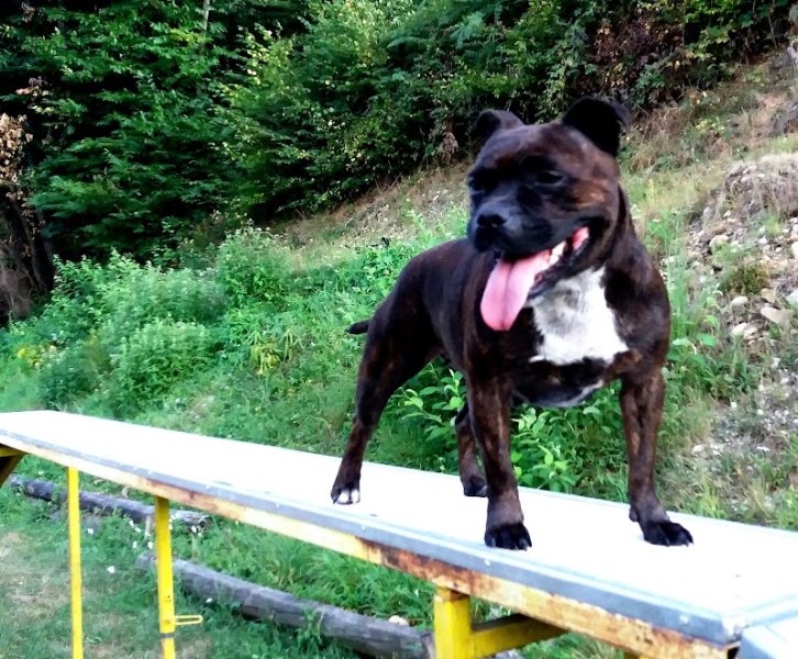 Cani'Harmonie éducation Canine renageoise - photo 3