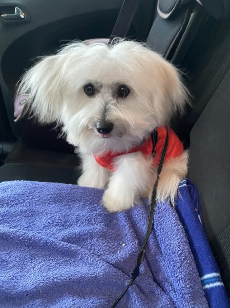 Au Bonheur des Chiens - photo 2