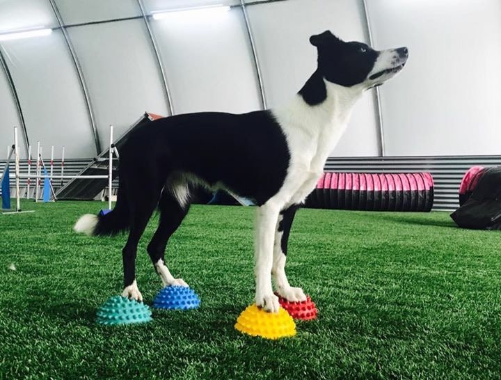 Agility Sport - photo 3