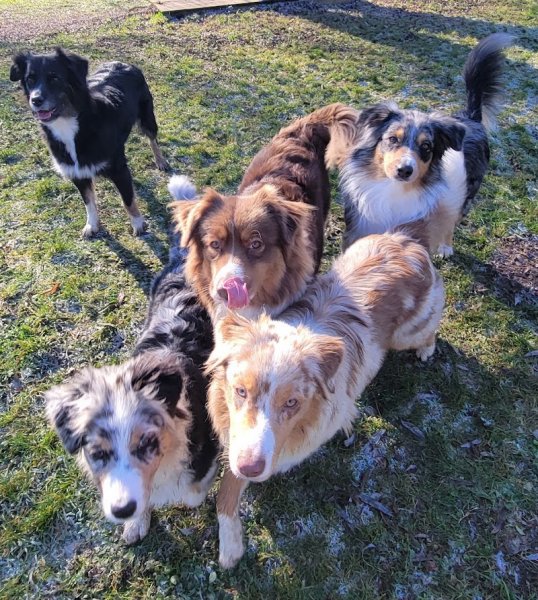 Parle-moi chien, éducation canine-Isère - photo 2
