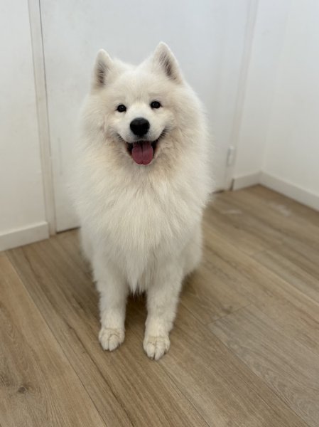 Majestic Dog - photo 1