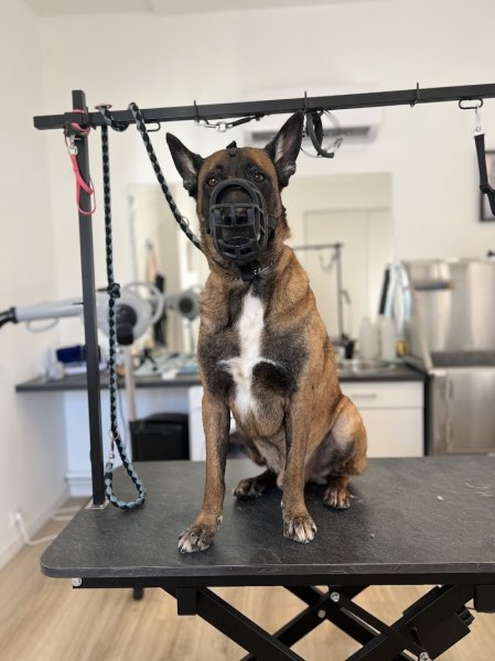 Majestic Dog - photo 2