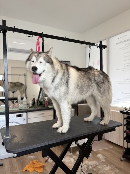 Majestic Dog - photo 3