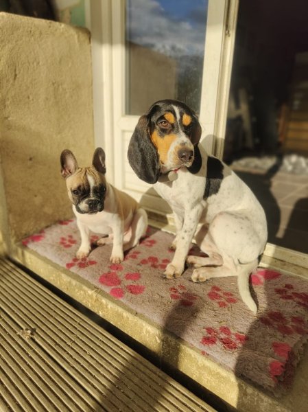 RécréaDog 2 - photo 1