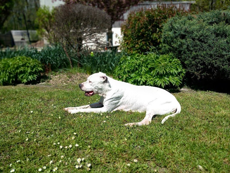 RécréaDog 2 - photo 2