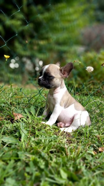 RécréaDog 2 - photo 3