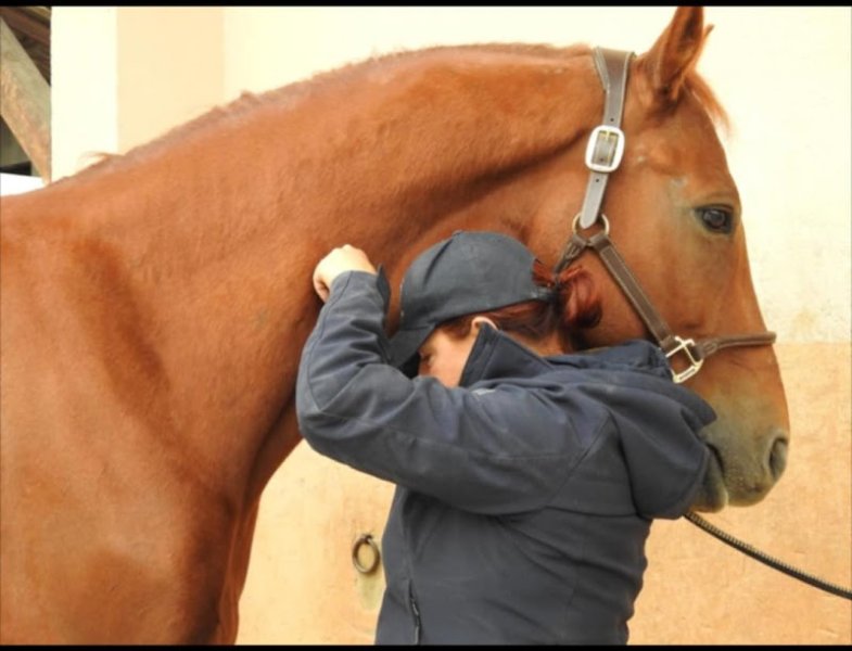 Shiatsu Équin et Canin - Jennifer Meyer - photo 1
