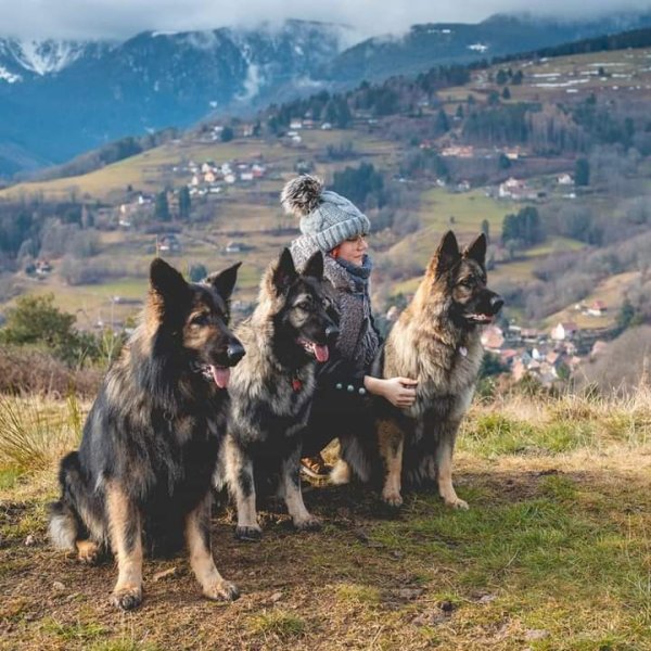 Russ'Armony - éducatrice et comportementaliste canin
