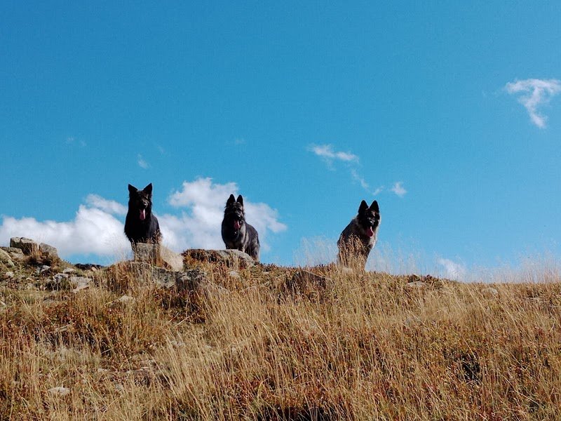 Russ'Armony - éducatrice et comportementaliste canin - photo 2