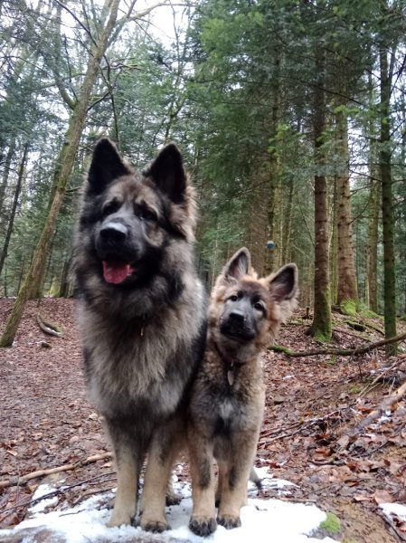 Russ'Armony - éducatrice et comportementaliste canin - photo 3