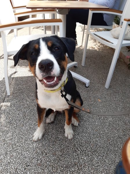 Xpert Canin - photo 3