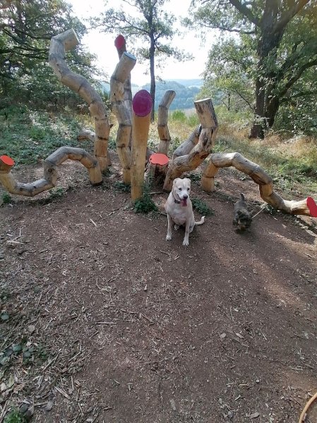 Rach'el Instincts Chien - photo 1