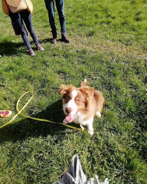 Rach'el Instincts Chien - photo 2