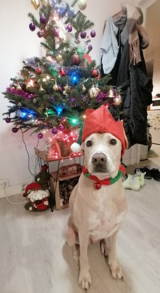 Rach'el Instincts Chien - photo 3