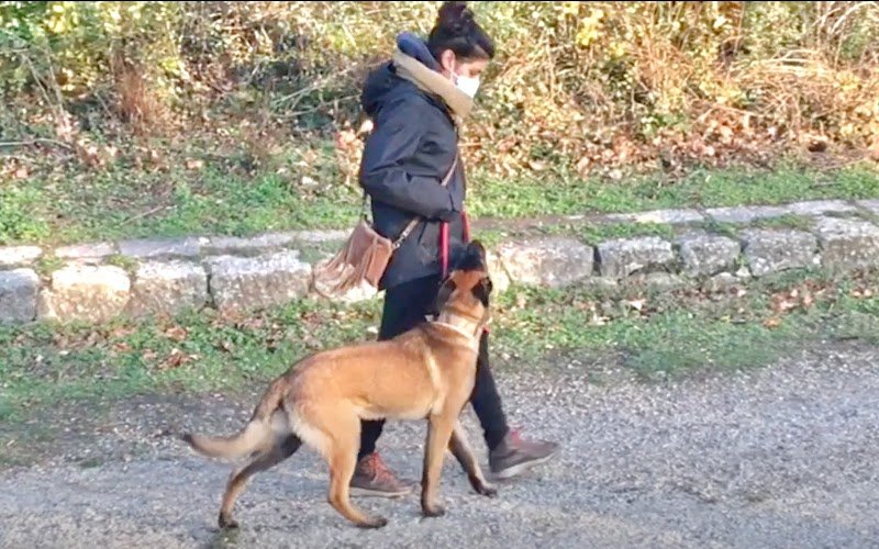 GODOG Éducation canine - photo 2