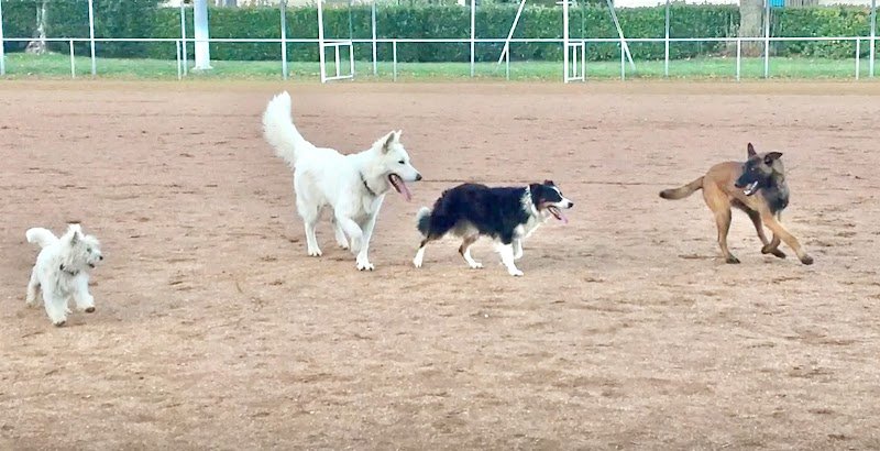 GODOG Éducation canine - photo 3