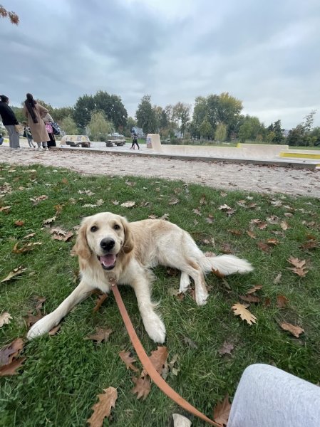 Les Ateliers Canins - photo 1