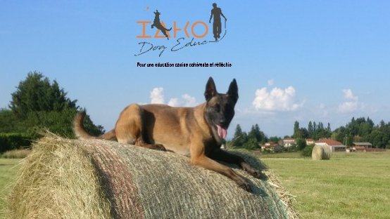 IAKO Dog Educ - Educateur Canin - photo 1