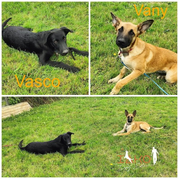 IAKO Dog Educ - Educateur Canin - photo 2