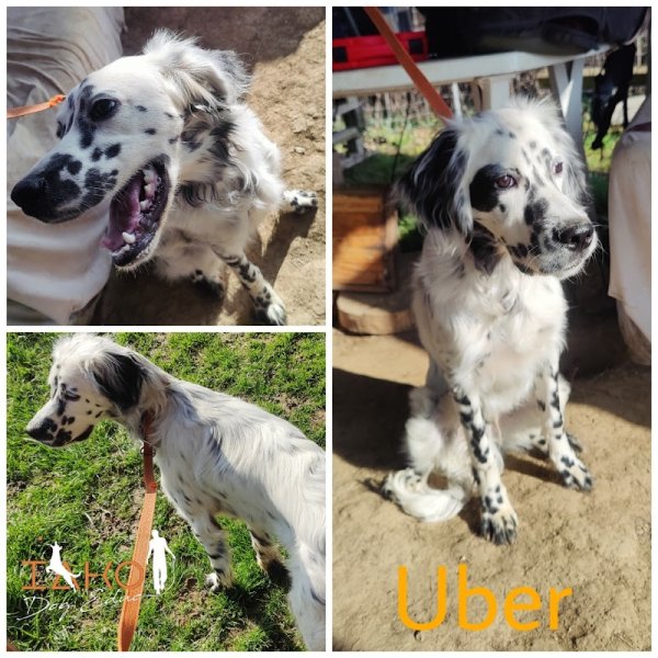 IAKO Dog Educ - Educateur Canin - photo 3