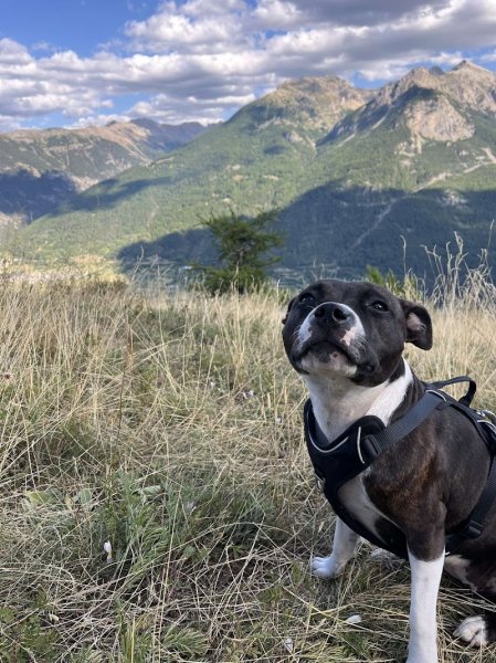 Trot'Cabot - Educateur Comportementaliste Canin - photo 2