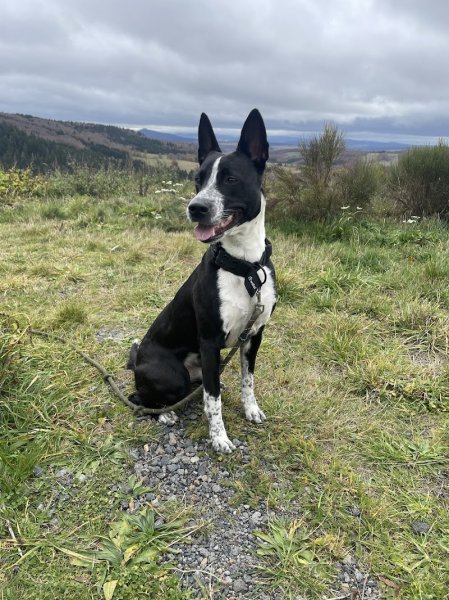 Trot'Cabot - Educateur Comportementaliste Canin - photo 3