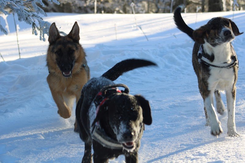 un caractére de chien - photo 2