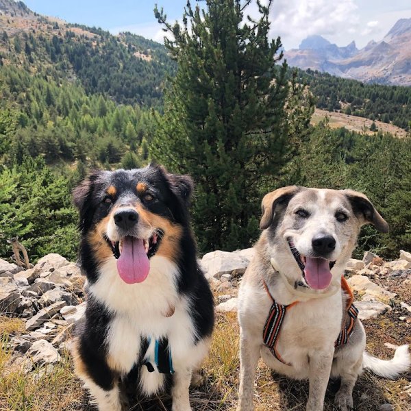 Nom d’un Chien - Comportementaliste & Educatrice Canine - photo 2