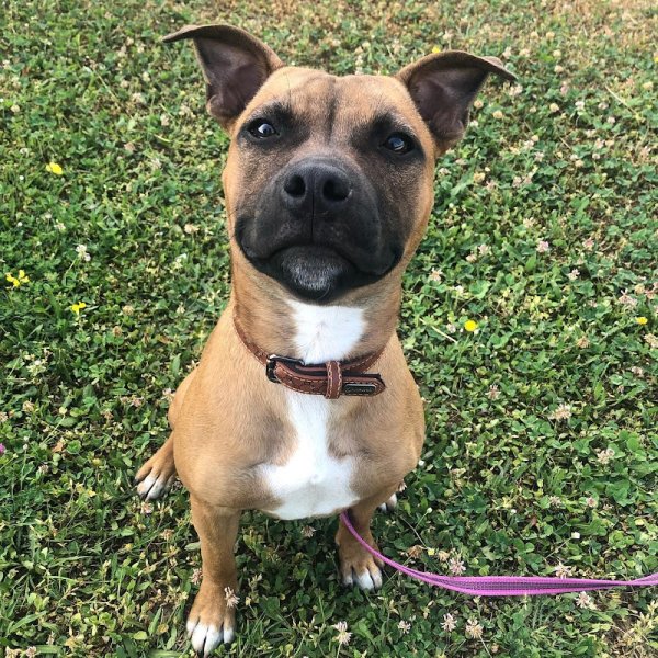 Nom d’un Chien - Comportementaliste & Educatrice Canine - photo 3