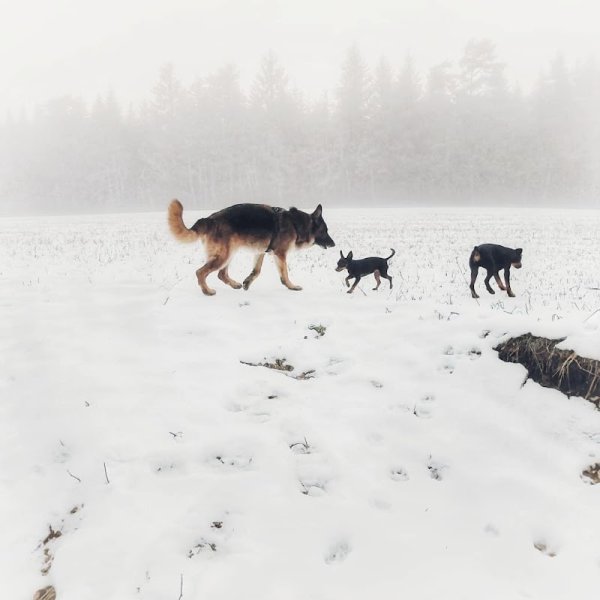 Animotion educateur comportementaliste