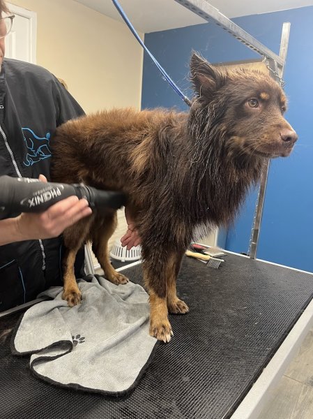 Paus'canine - photo 2