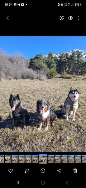 Canimuse Educateur comportementaliste canin champsaur valgaudemar