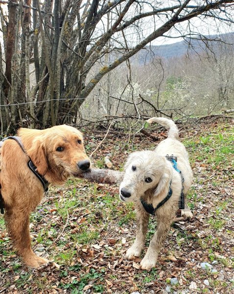 Canimuse Educateur comportementaliste canin champsaur valgaudemar - photo 2