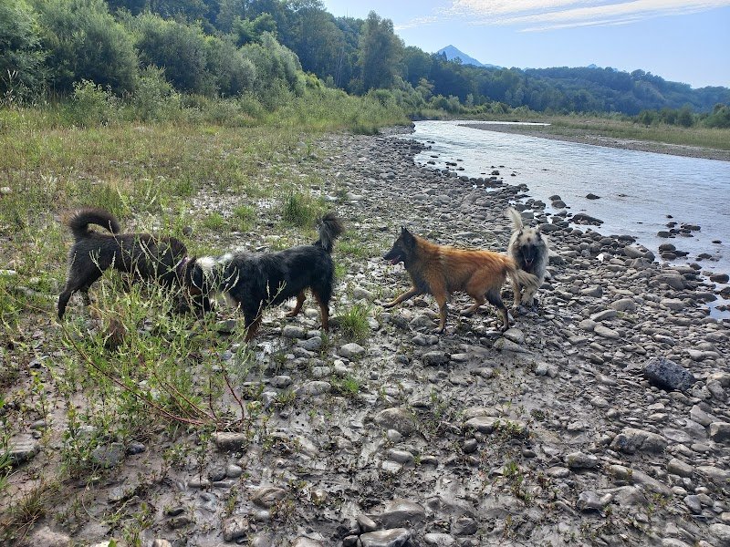 Canimuse Educateur comportementaliste canin champsaur valgaudemar - photo 3
