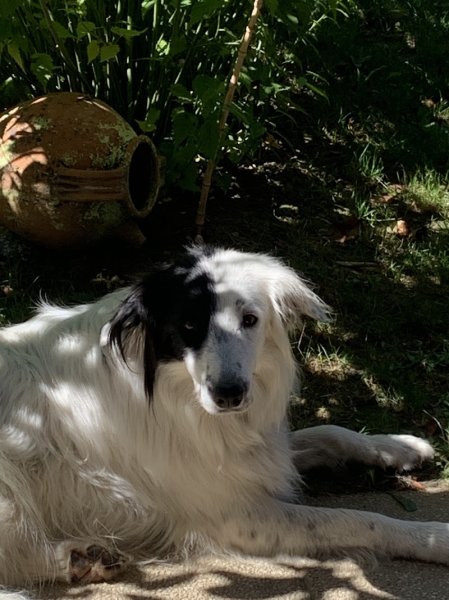 Un poil positive - Éducatrice comportementaliste canine - photo 3