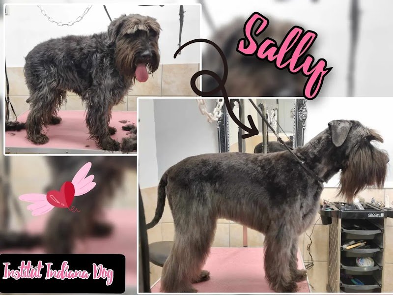 Indiana Dog - photo 2