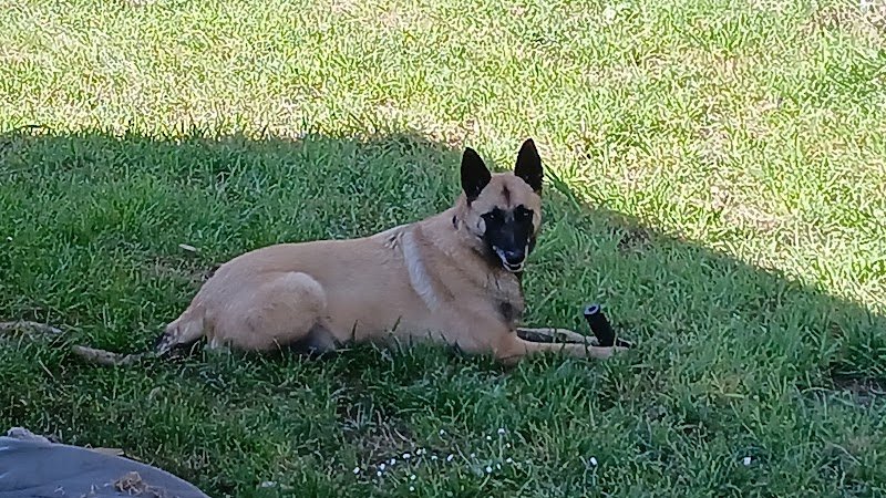 L' Oasis des Truffes & Déclic dog jp - photo 1